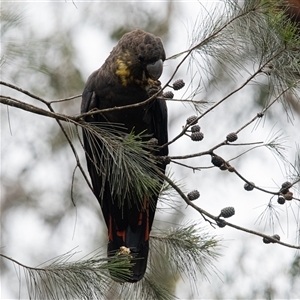 Calyptorhynchus lathami lathami at Penrose, NSW - 8 Mar 2020