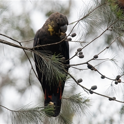 Calyptorhynchus lathami lathami (Glossy Black-Cockatoo) at Penrose, NSW - 8 Mar 2020 by GITM1