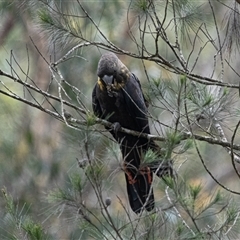 Calyptorhynchus lathami lathami at Penrose, NSW - 8 Mar 2020