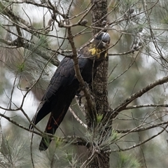 Calyptorhynchus lathami lathami at Penrose, NSW - 8 Mar 2020