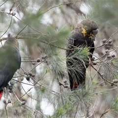 Calyptorhynchus lathami lathami at Penrose, NSW - 8 Mar 2020