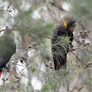 Calyptorhynchus lathami lathami at Penrose, NSW - suppressed
