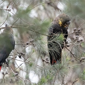 Calyptorhynchus lathami lathami at Penrose, NSW - 8 Mar 2020