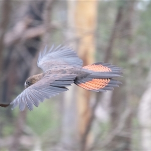 Calyptorhynchus lathami lathami at Penrose, NSW - suppressed