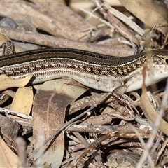 Unidentified Skink at Tallangatta East, VIC - 19 Dec 2024 by KylieWaldon