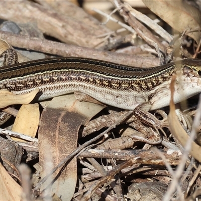 Unidentified Skink at Tallangatta East, VIC - 18 Dec 2024 by KylieWaldon