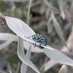 Chrysolopus spectabilis (Botany Bay Weevil) at Mount Kembla, NSW - 15 Dec 2024 by BackyardHabitatProject