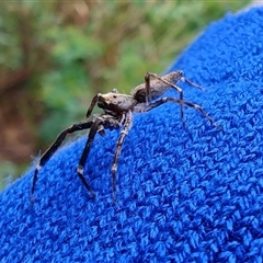 Helpis minitabunda (Threatening jumping spider) at Braidwood, NSW - 19 Dec 2024 by LyndalT