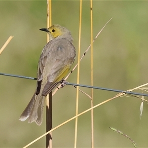 Ptilotula penicillata at suppressed - 19 Dec 2024