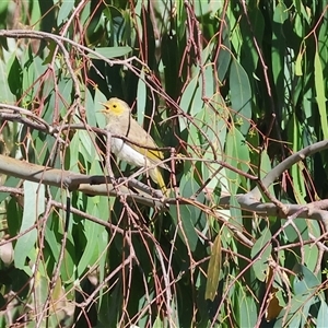 Ptilotula penicillata at suppressed - 19 Dec 2024