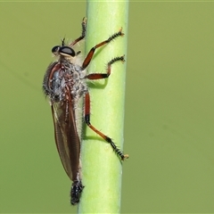 Neoaratus hercules (Herculean Robber Fly) at Old Tallangatta, VIC - 19 Dec 2024 by KylieWaldon