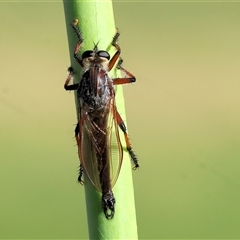 Neoaratus hercules at Old Tallangatta, VIC - 19 Dec 2024 07:58 AM
