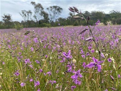 Arthropodium fimbriatum (Nodding Chocolate Lily) at Tharwa, ACT - 22 Nov 2020 by Shazw