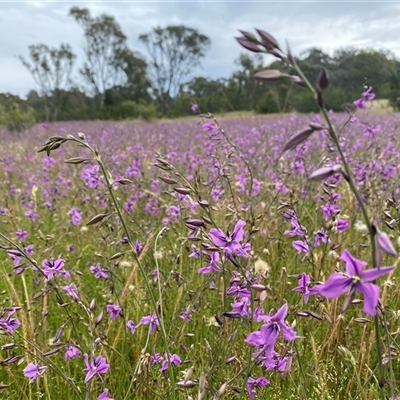 Arthropodium fimbriatum (Nodding Chocolate Lily) at Tharwa, ACT - 22 Nov 2020 by Shazw