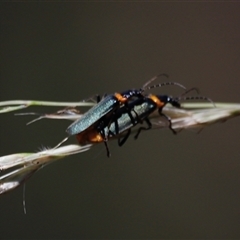 Chauliognathus lugubris (Plague Soldier Beetle) at Kaputar, NSW - 19 Dec 2024 by JimL