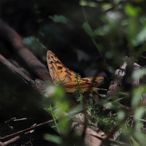 Heteronympha merope at Kaputar, NSW - 19 Dec 2024 02:45 PM