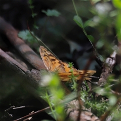 Heteronympha merope at Kaputar, NSW - 19 Dec 2024 02:45 PM