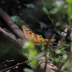 Heteronympha merope at Kaputar, NSW - 19 Dec 2024 02:45 PM