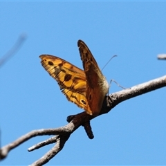 Heteronympha merope (Common Brown Butterfly) at Kaputar, NSW - 19 Dec 2024 by JimL