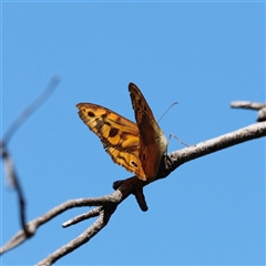 Heteronympha merope at Kaputar, NSW - 19 Dec 2024 03:01 PM