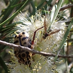 Conopidae (family) at Murrumbateman, NSW - 19 Dec 2024 by SimoneC