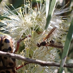 Conopidae (family) at Murrumbateman, NSW - 19 Dec 2024