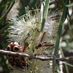 Conopidae (family) at Murrumbateman, NSW - 19 Dec 2024