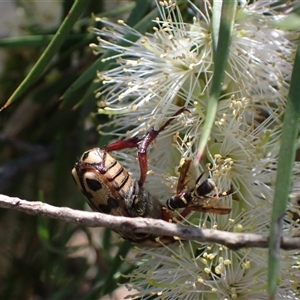 Conopidae (family) at Murrumbateman, NSW - 19 Dec 2024