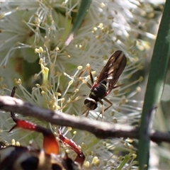 Conopidae (family) at Murrumbateman, NSW - 19 Dec 2024