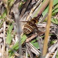 Villa sp. (genus) (Unidentified Villa bee fly) at Fraser, ACT - 19 Nov 2024 by AlisonMilton