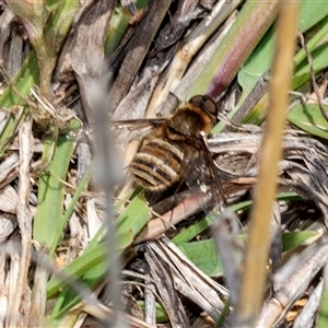 Villa sp. (genus) at Fraser, ACT - 19 Nov 2024