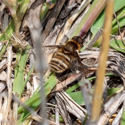 Villa sp. (genus) (Unidentified Villa bee fly) at Fraser, ACT - 19 Nov 2024 by AlisonMilton