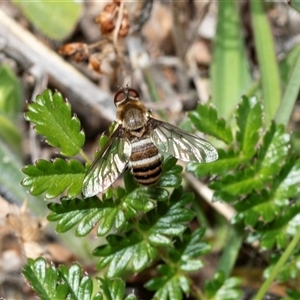 Villa sp. (genus) at Fraser, ACT - 19 Nov 2024