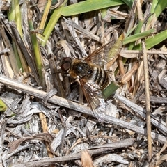 Villa sp. (genus) at Fraser, ACT - 19 Nov 2024