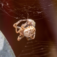 Araneus hamiltoni (Hamilton's Orb Weaver) at Higgins, ACT - 15 Nov 2024 by AlisonMilton