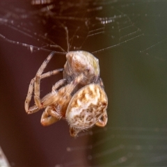 Araneus hamiltoni at Higgins, ACT - 15 Nov 2024