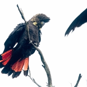 Calyptorhynchus lathami lathami at Penrose, NSW - suppressed