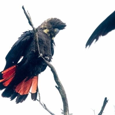 Calyptorhynchus lathami lathami (Glossy Black-Cockatoo) at Penrose, NSW - 2 Apr 2020 by GITM1