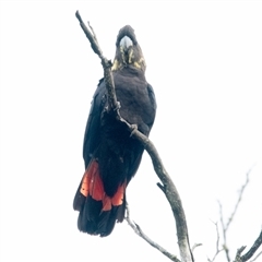 Calyptorhynchus lathami lathami at Penrose, NSW - suppressed