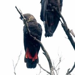 Calyptorhynchus lathami lathami at Penrose, NSW - suppressed