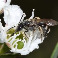 Lasioglossum (Chilalictus) sp. (genus & subgenus) (Halictid bee) at Jerrabomberra, NSW - 19 Dec 2024 by DianneClarke