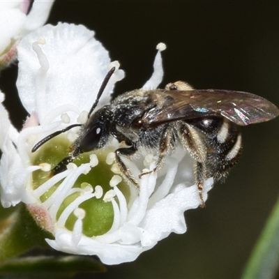 Lasioglossum (Chilalictus) sp. (genus & subgenus) at Jerrabomberra, NSW - 19 Dec 2024 by DianneClarke