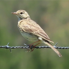 Anthus australis (Australian Pipit) at Strathnairn, ACT - 19 Dec 2024 by RobParnell