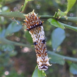 Papilio aegeus at Acton, ACT - 18 Dec 2024