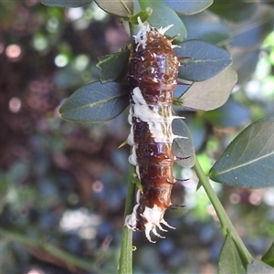 Papilio aegeus at Acton, ACT - 18 Dec 2024