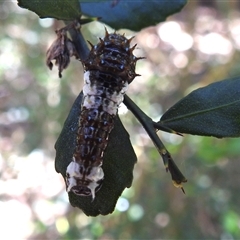 Papilio aegeus at Acton, ACT - 18 Dec 2024