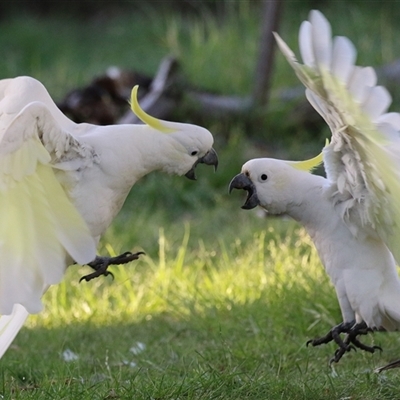 Cacatua galerita at Macarthur, ACT - 19 Dec 2024 by RodDeb