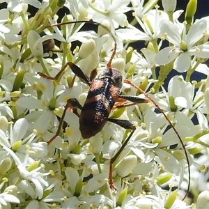 Aridaeus thoracicus at Kambah, ACT - 19 Dec 2024