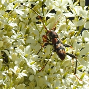 Aridaeus thoracicus at Kambah, ACT - 19 Dec 2024 02:02 PM