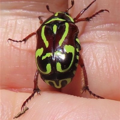 Unidentified Beetle (Coleoptera) at Strathnairn, ACT - 19 Dec 2024 by RobParnell